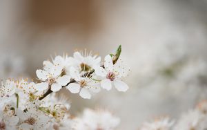 Preview wallpaper flowering, spring, tree
