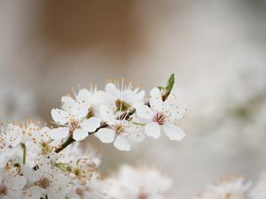 Preview wallpaper flowering, spring, tree