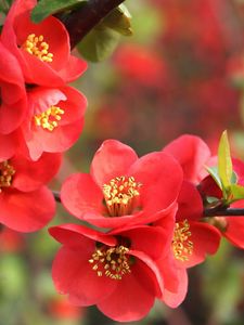 Preview wallpaper flowering, stamen, branch, leaf, spring