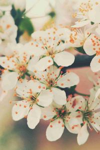 Preview wallpaper flowering, tree, branch, flowers