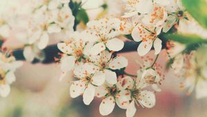 Preview wallpaper flowering, tree, branch, flowers