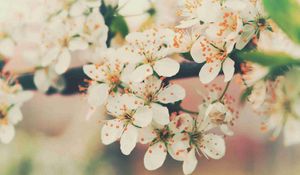 Preview wallpaper flowering, tree, branch, flowers