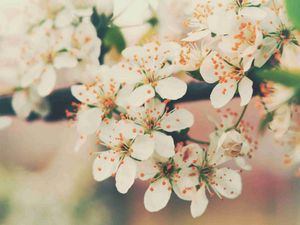 Preview wallpaper flowering, tree, branch, flowers