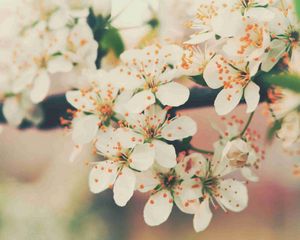 Preview wallpaper flowering, tree, branch, flowers