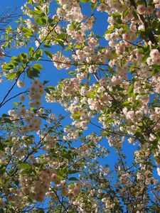 Preview wallpaper flowering, twigs, spring, sky, mood