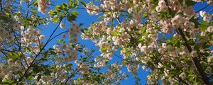 Preview wallpaper flowering, twigs, spring, sky, mood