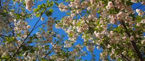 Preview wallpaper flowering, twigs, spring, sky, mood