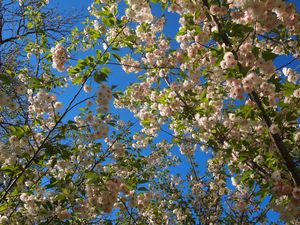 Preview wallpaper flowering, twigs, spring, sky, mood