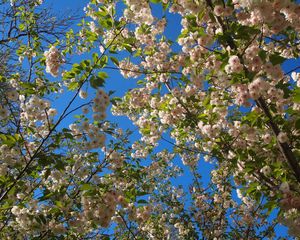 Preview wallpaper flowering, twigs, spring, sky, mood