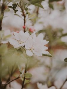 Preview wallpaper flowers, apple, branches, leaves, bloom, spring