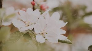 Preview wallpaper flowers, apple, branches, leaves, bloom, spring