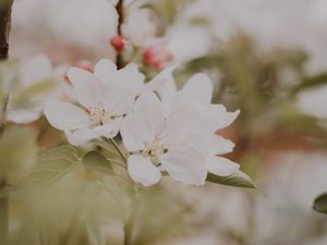 Preview wallpaper flowers, apple, branches, leaves, bloom, spring