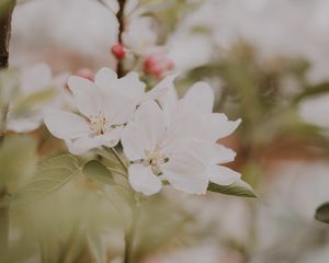 Preview wallpaper flowers, apple, branches, leaves, bloom, spring