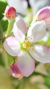 Preview wallpaper flowers, apple tree, petals, spring