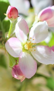 Preview wallpaper flowers, apple tree, petals, spring