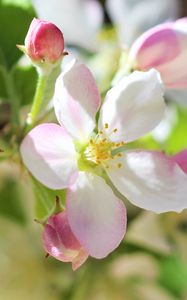 Preview wallpaper flowers, apple tree, petals, spring