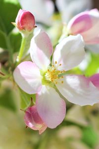 Preview wallpaper flowers, apple tree, petals, spring