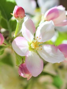 Preview wallpaper flowers, apple tree, petals, spring