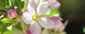 Preview wallpaper flowers, apple tree, petals, spring