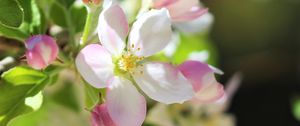 Preview wallpaper flowers, apple tree, petals, spring