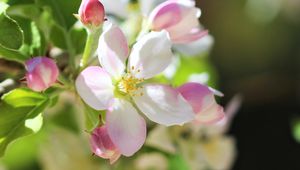 Preview wallpaper flowers, apple tree, petals, spring