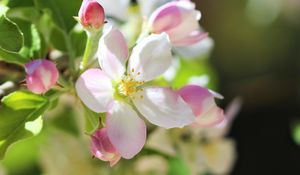 Preview wallpaper flowers, apple tree, petals, spring