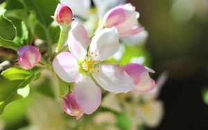 Preview wallpaper flowers, apple tree, petals, spring