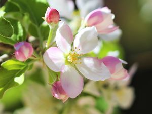 Preview wallpaper flowers, apple tree, petals, spring