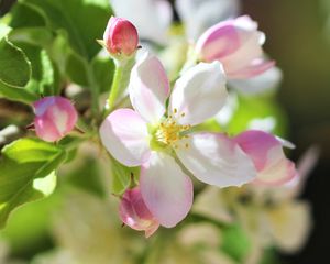 Preview wallpaper flowers, apple tree, petals, spring