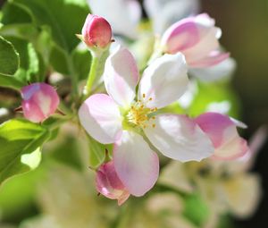 Preview wallpaper flowers, apple tree, petals, spring