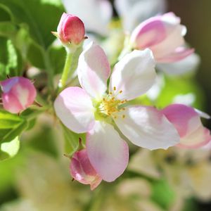 Preview wallpaper flowers, apple tree, petals, spring