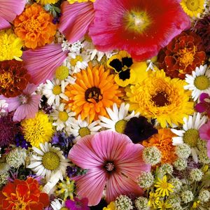 Preview wallpaper flowers, arrangements, bouquets, beautifully