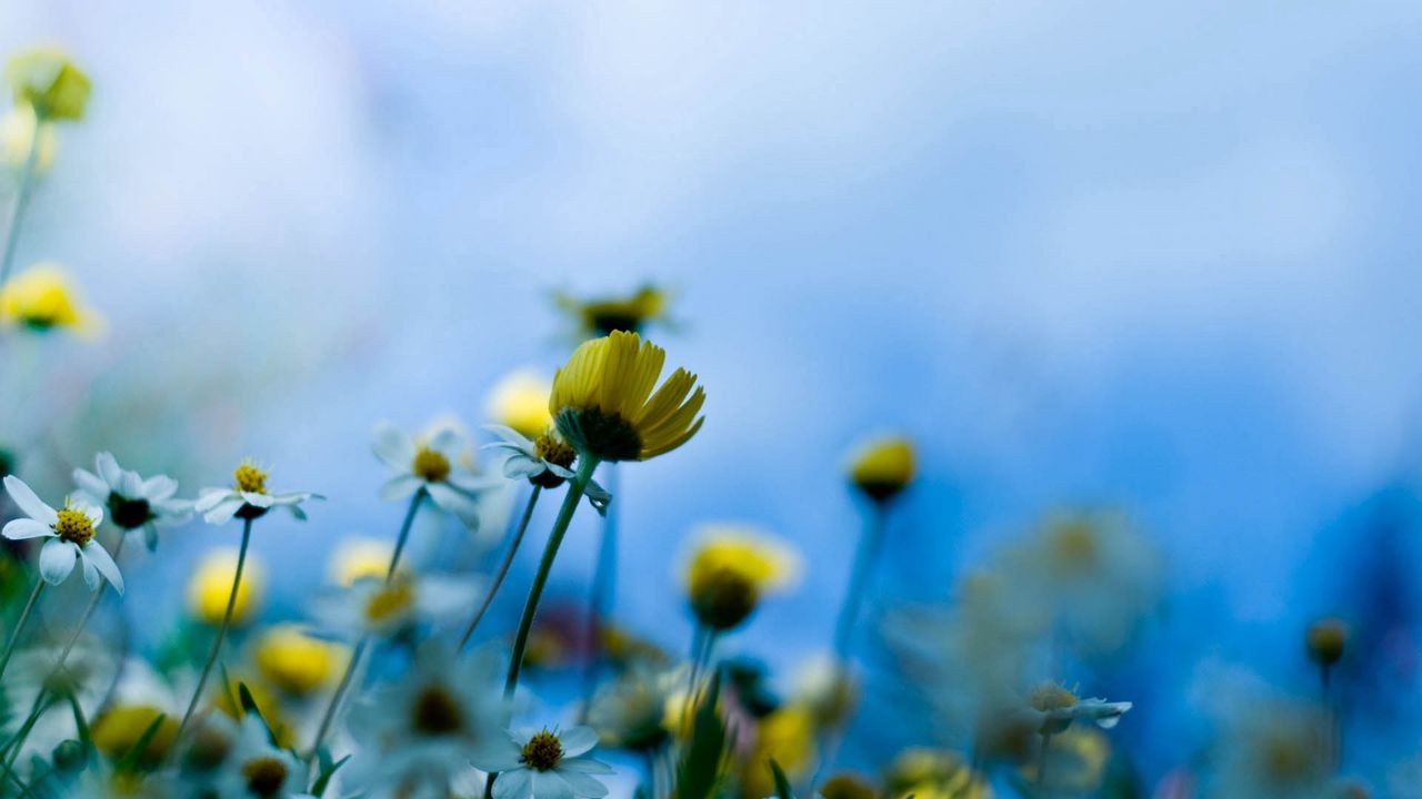 Download wallpaper 1280x720 flowers, background, blue, blur hd, hdv, 720p  hd background