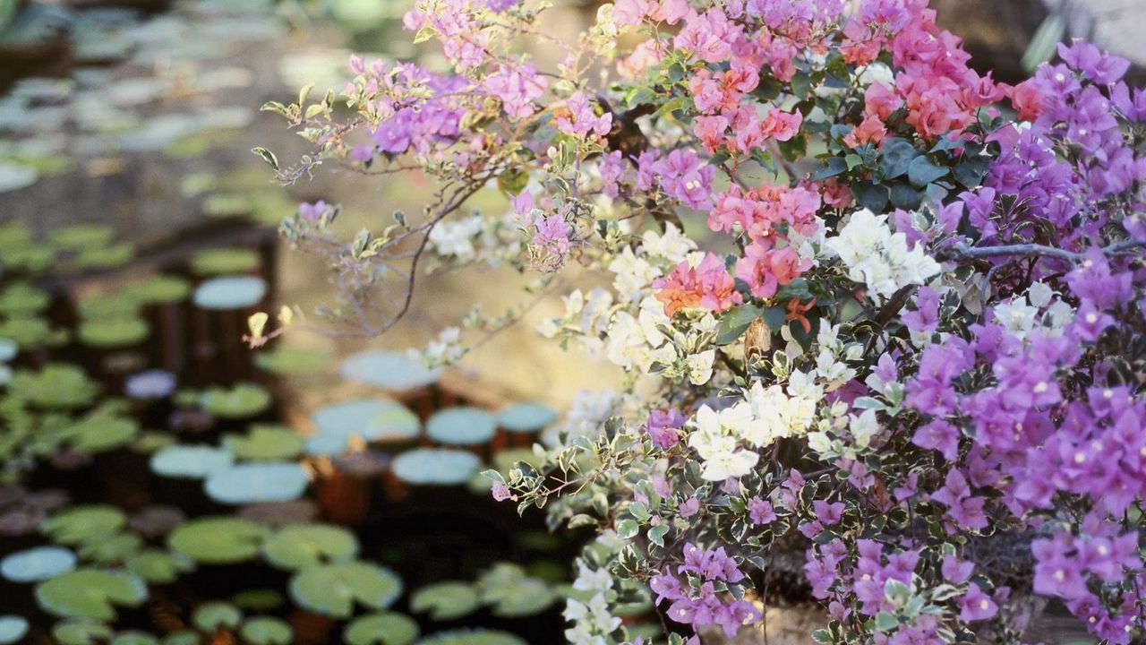 Wallpaper flowers, balcony, planters, pond, leaves