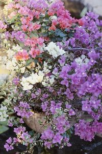 Preview wallpaper flowers, balcony, planters, pond, leaves