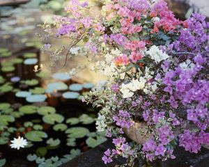 Preview wallpaper flowers, balcony, planters, pond, leaves