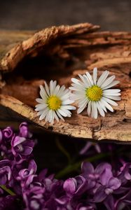 Preview wallpaper flowers, bark, lilacs, daisies