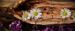 Preview wallpaper flowers, bark, lilacs, daisies