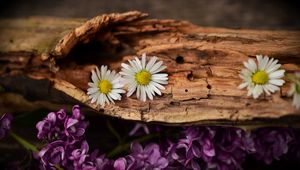 Preview wallpaper flowers, bark, lilacs, daisies