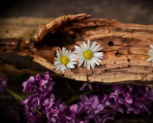 Preview wallpaper flowers, bark, lilacs, daisies