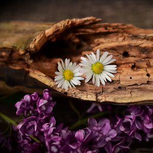 Preview wallpaper flowers, bark, lilacs, daisies