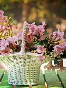 Preview wallpaper flowers, basket, blurring