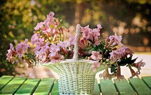 Preview wallpaper flowers, basket, blurring