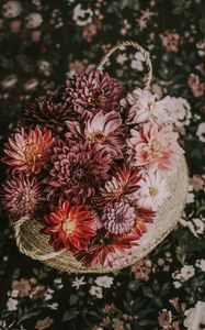 Preview wallpaper flowers, basket, bouquet, composition, autumn