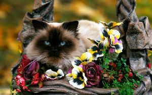 Preview wallpaper flowers, basket, cat, fluffy