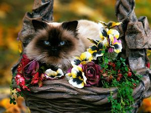 Preview wallpaper flowers, basket, cat, fluffy