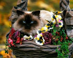 Preview wallpaper flowers, basket, cat, fluffy