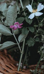 Preview wallpaper flowers, basket, leaves