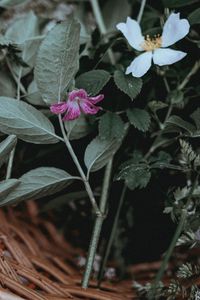 Preview wallpaper flowers, basket, leaves