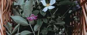 Preview wallpaper flowers, basket, leaves